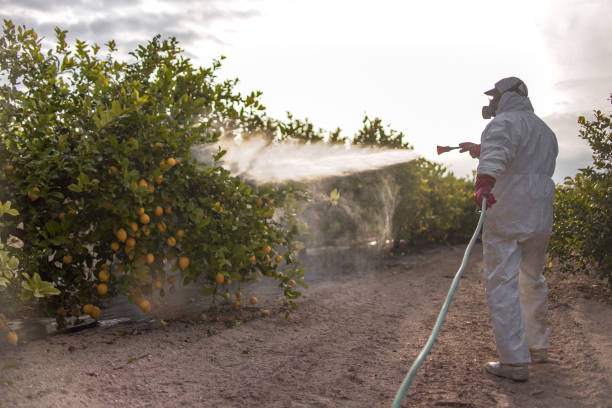 Best Bed Bug Extermination  in Palacios, TX